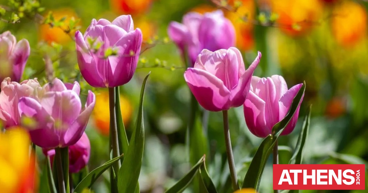 Εορτολόγιο: Σήμερα 3 Απριλίου 2026 γιορτάζει...