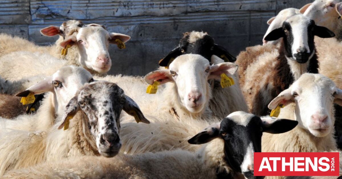 Θεσσαλονίκη: Αύξηση ζωοκλοπών στην ύπαιθρο