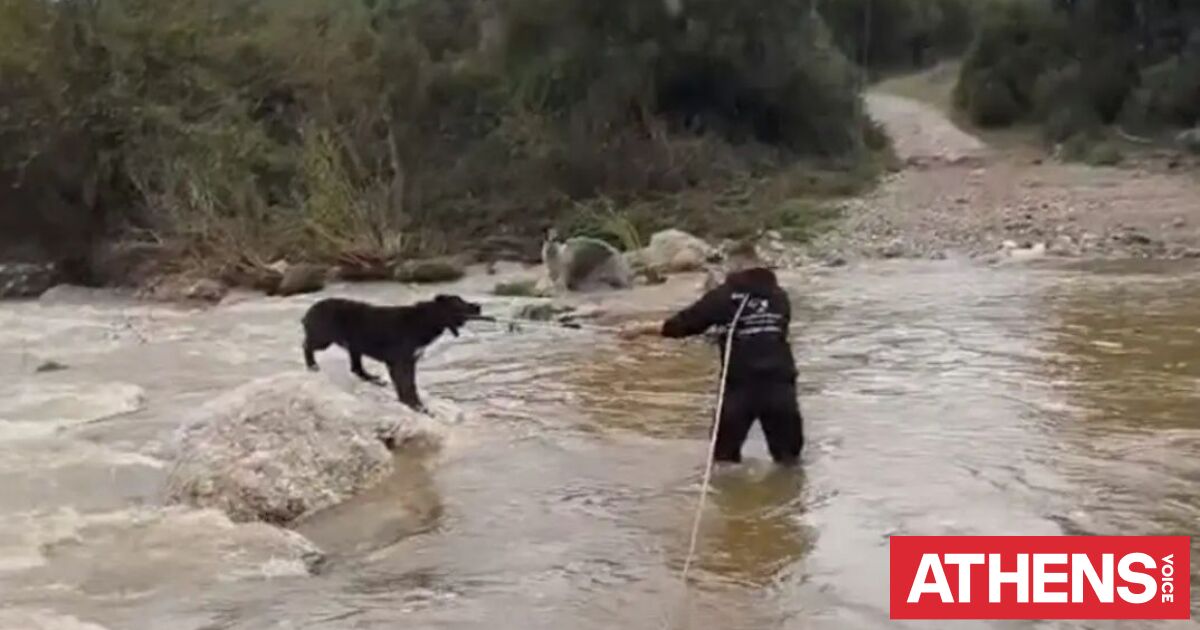 Eπιχείριση διάσωσης δύο τσομπανόσκυλων που είχαν εγκλωβιστεί σε ποταμό στη Χαλκιδική