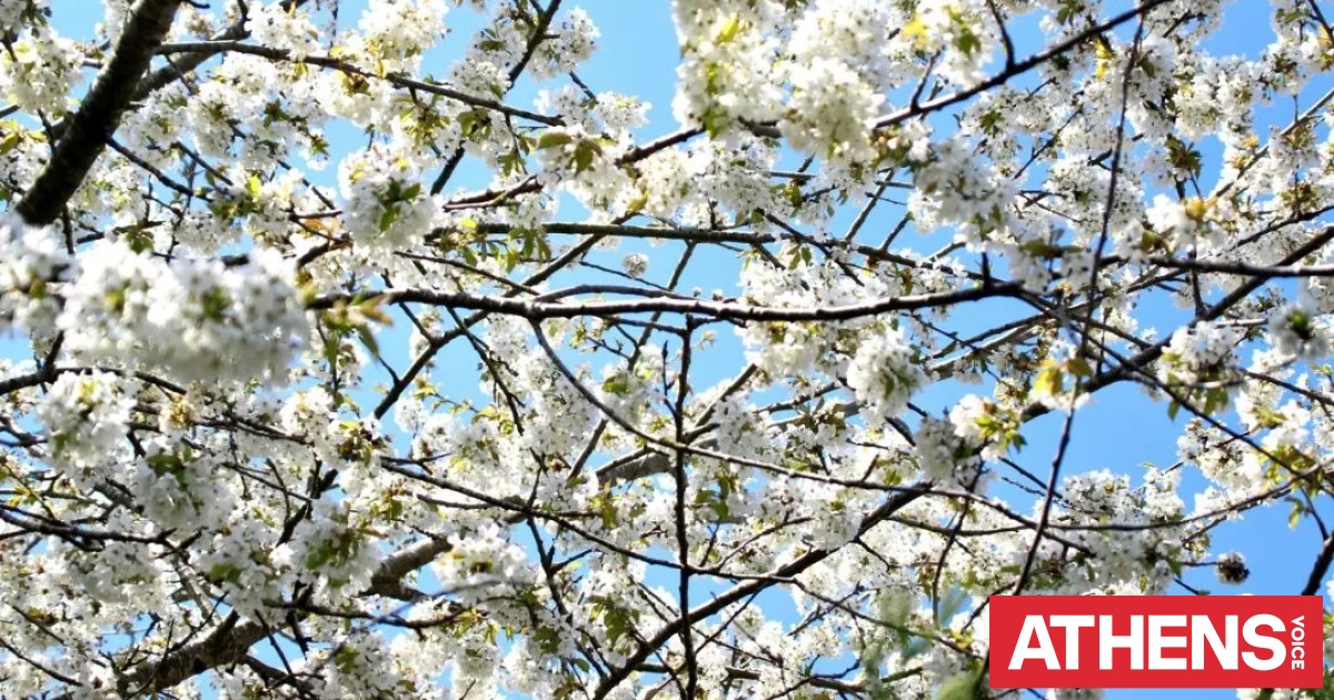 Εορτολόγιο: Σήμερα 4 Απριλίου 2026 γιορτάζει...