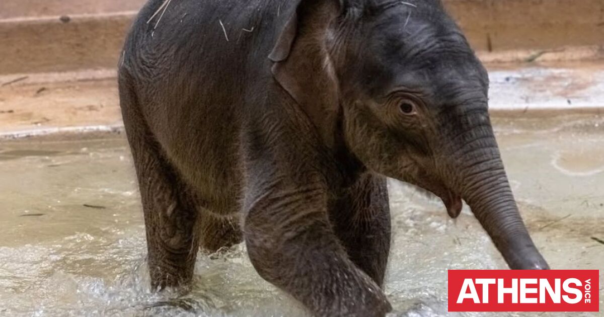 Περίπτωση Punch: Ελεφαντάκι απορρίφθηκε από τη μητέρα του