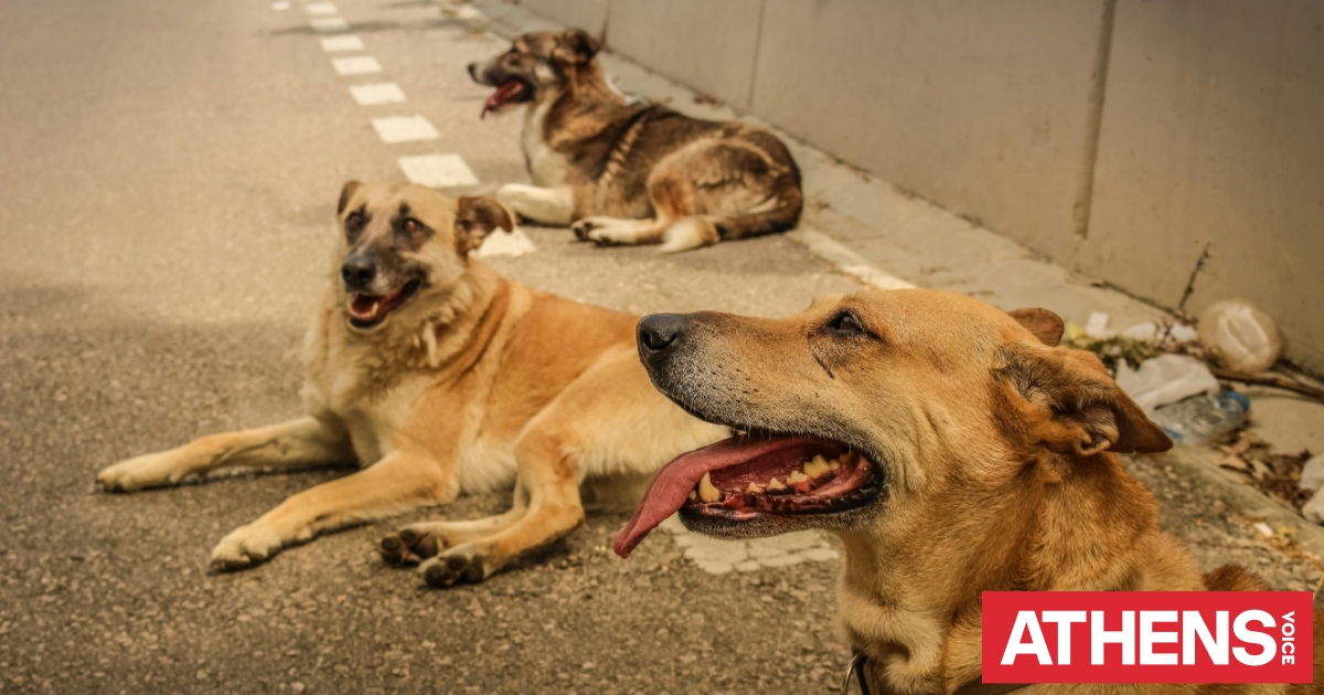 Βαρβαρότητα στη Χαλκιδική: Είκοσι ένα σκυλιά θανατώθηκαν με δηλητηριασμένα δολώματα