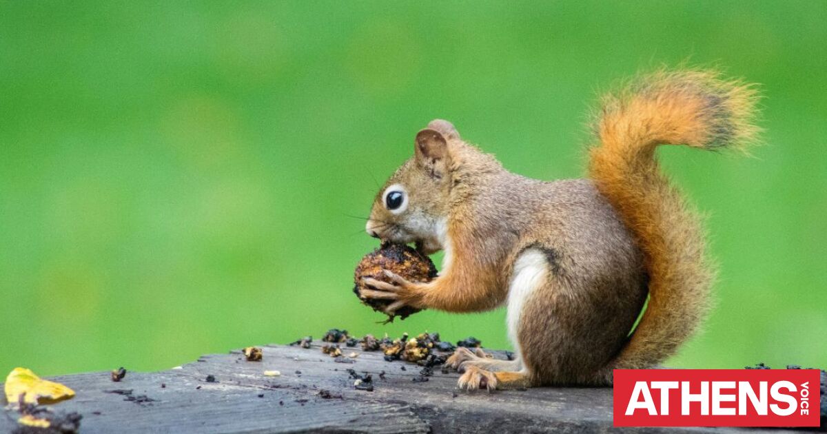Κόκκινοι σκίουροι: Κίνδυνος εξαφάνισης στην Αγγλία μέσα σε 25 χρόνια χωρίς δραστικά μέτρα