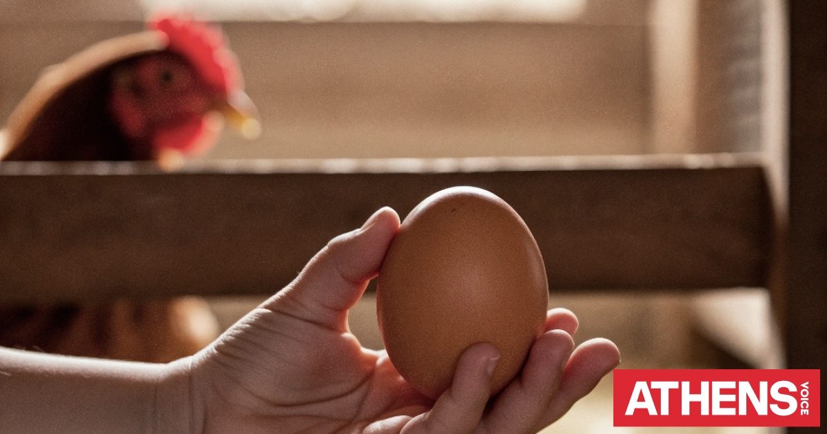 Kότα γεννάει αυγό και γίνεται σαφές ότι μάλλον δεν γνωρίζαμε τη διαδικασία....