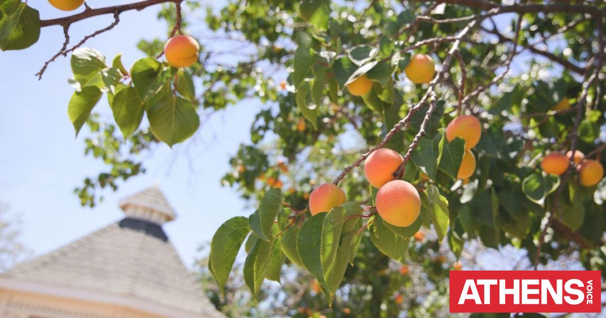 Κατάρρευση της Del Monte: Αγρότες στην Καλιφόρνια ξεριζώνουν 420.000 ροδακινιές