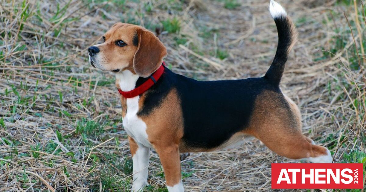 «Σώστε τα μπιγκλ»: Η ακτιβιστική εισβολή σε εργαστήριο πειραμάτων