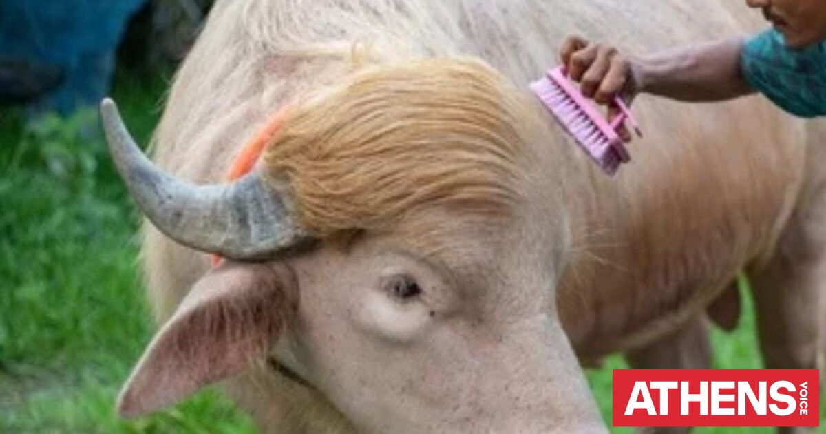 Ο βούβαλος «Ντόναλντ Τραμπ» γλίτωσε τον χασάπη λόγω viral φήμης