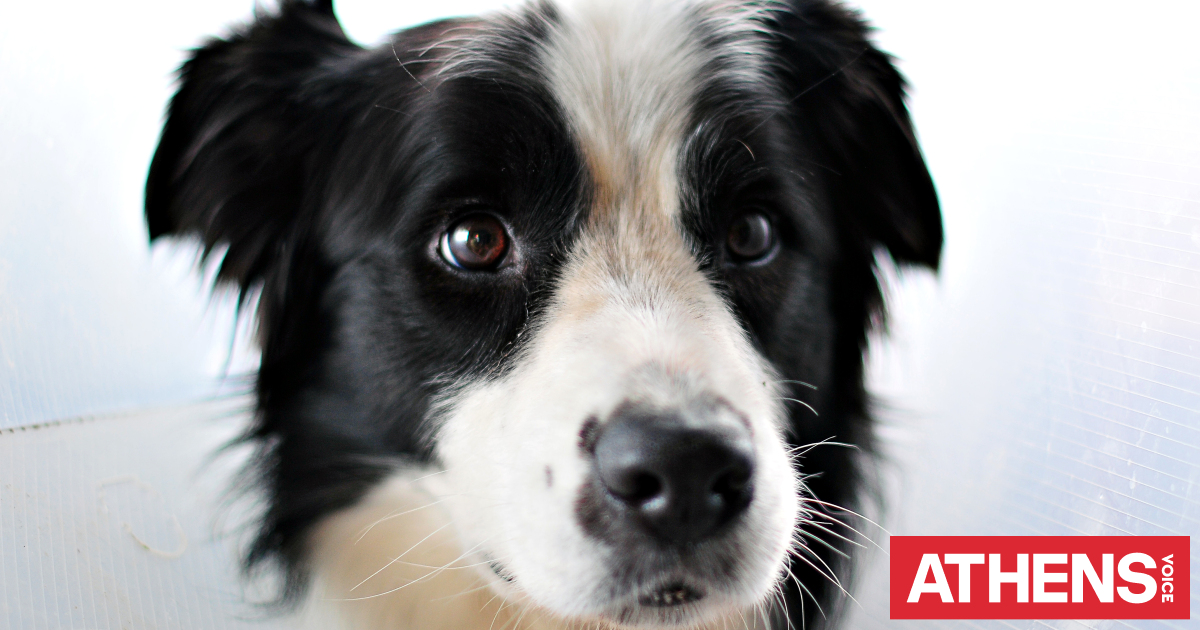 Grab item Immunity Πώς να απαλλαγείτε από τις τρίχες του σκύλου σας (video)