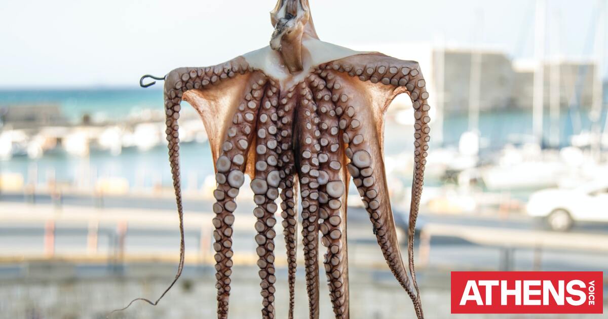 Χταπόδια εναντίον καβουριών: Η «εισβολή» που απειλεί τους ψαράδες στη Βρετανία