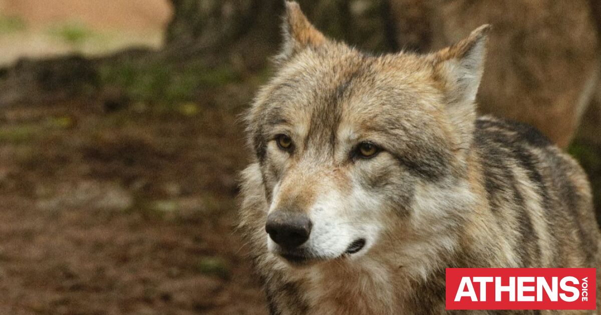 Βρετανία: Θανάτωσαν ολόκληρη αγέλη λύκων γιατί κατέρρευσε η «ιεραρχική δομή» τους