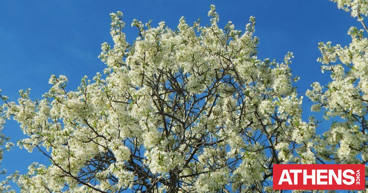 Εορτολόγιο: Σήμερα 25 Μαρτίου 2026 γιορτάζει…