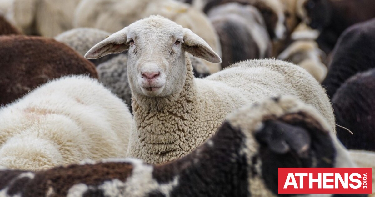 Αφθώδης πυρετός στη Λέσβο: Στα 17 αυξήθηκαν τα κρούσματα