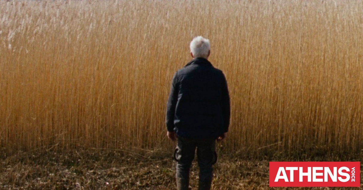 Ανάμεσα στις καλαμιές: Άλυτο αγροτικό μυστήριο