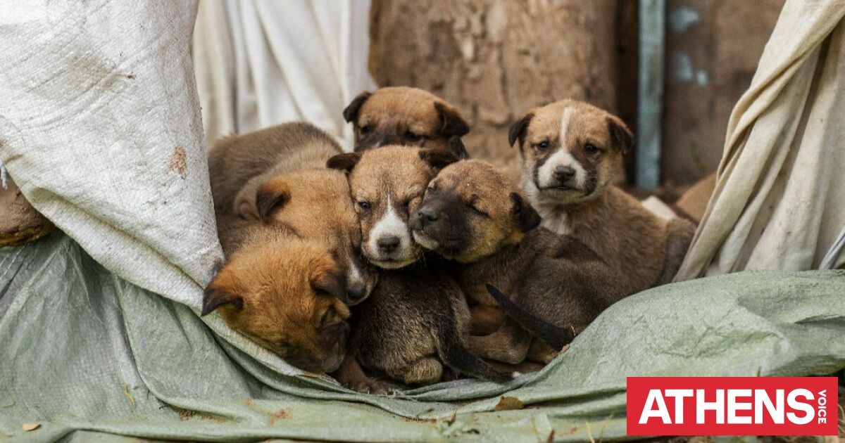 Παγκόσμια Ημέρα Αδέσποτων Ζώων σήμερα: Η πραγματική αγάπη δεν κοιτάζει τη ράτσα