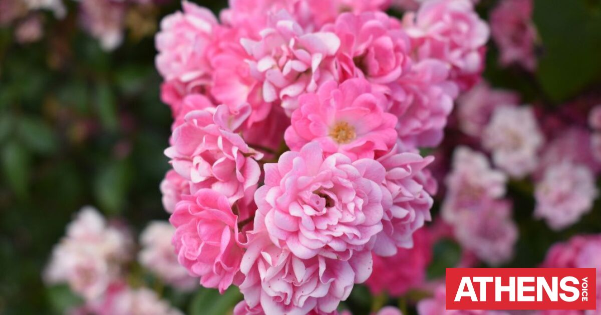 Εορτολόγιο: Σήμερα 5 Απριλίου 2026 γιορτάζει...