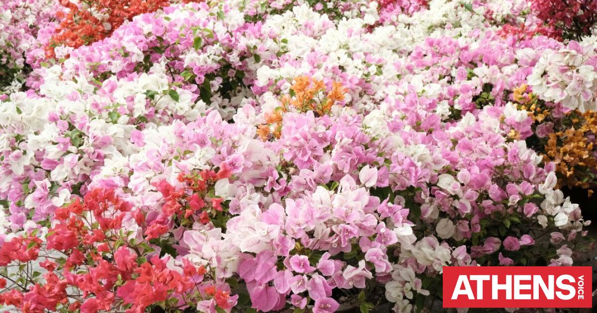 Εορτολόγιο: Σήμερα 7 Απριλίου 2026 γιορτάζει...