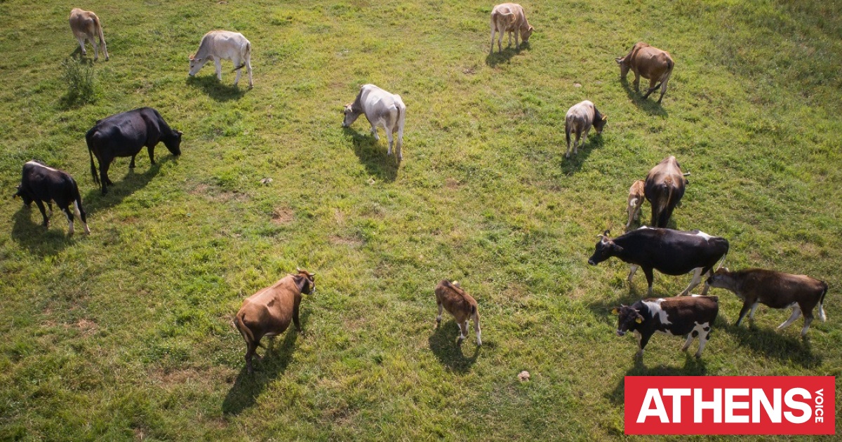 Από τα βοσκοτόπια στη χρεοκοπία
