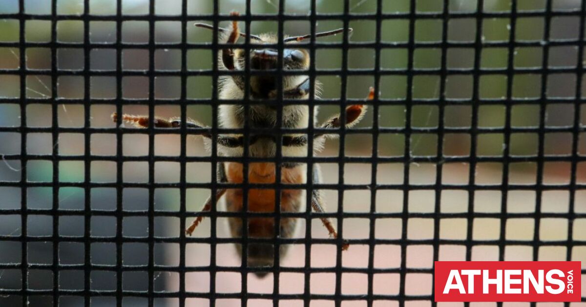 Ποιο είναι το πιο επώδυνο τσίμπημα στον κόσμο; - Κάποιοι ρίσκαραν τη ζωή τους για να το ανακαλύψουν