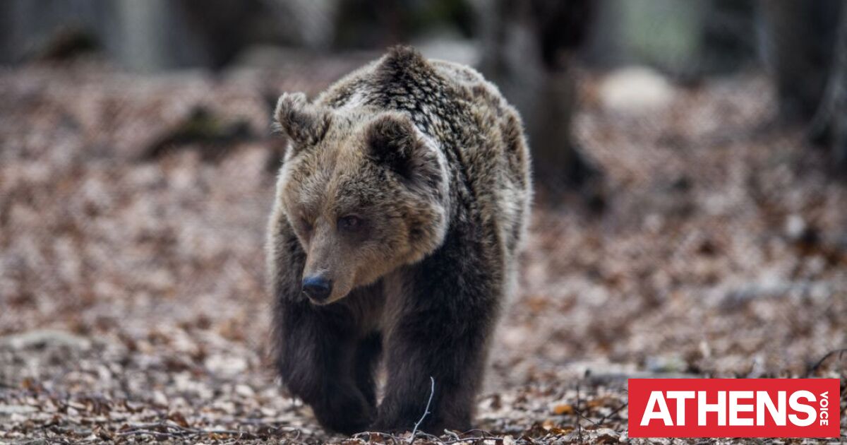 Θεσσαλονίκη: Εμφανίστηκε αρκούδα στο Ωραιόκαστρο - Οδηγίες προστασίας για τους πολίτες