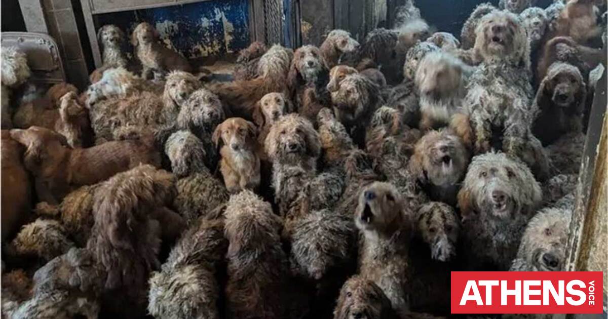 Βρετανία: 250 σκυλιά ζούσαν μέσα σε σπίτι - «Δεν είναι AI»