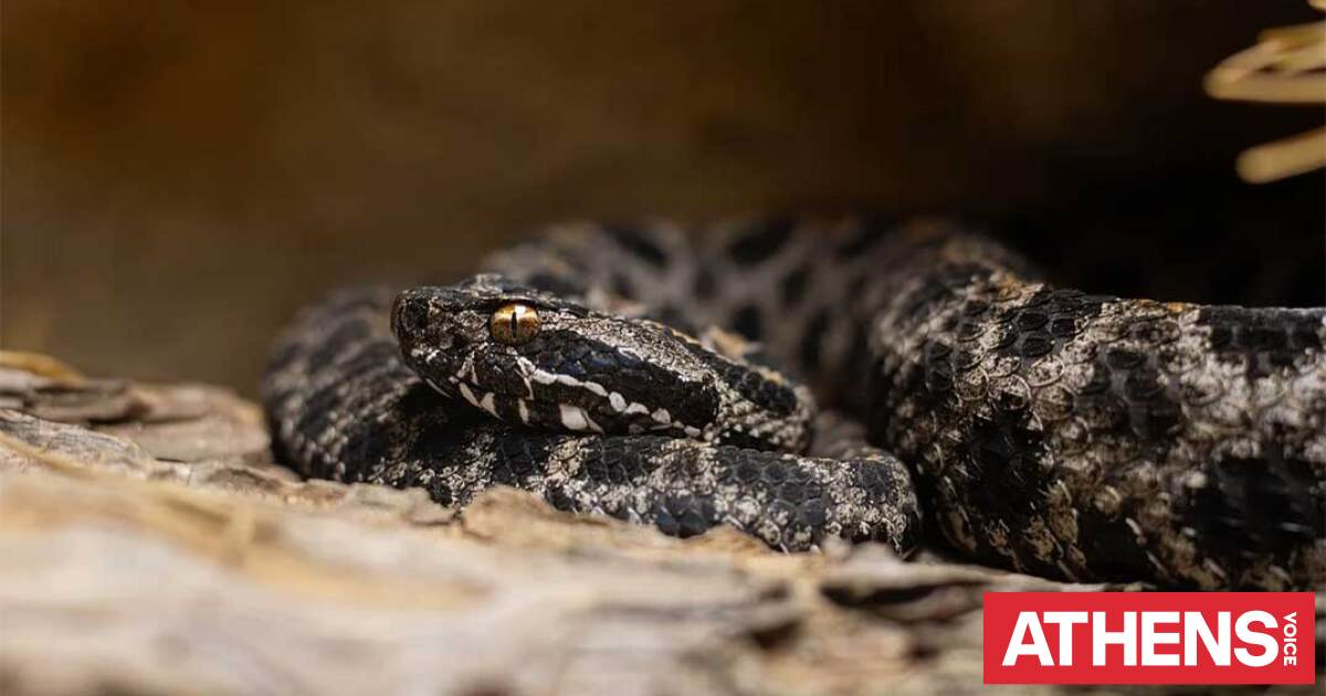 Σύρος: Οχιά δάγκωσε 13χρονο και τον έστειλε νοσοκομείο