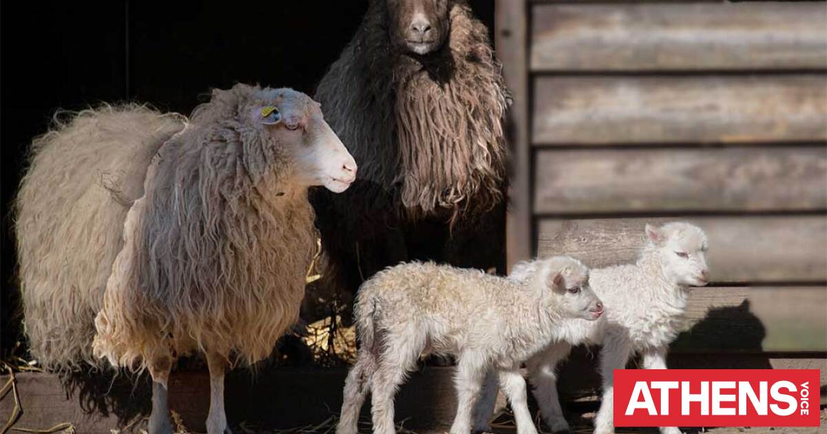 Λέσβος: 48 κρούσματα αφθώδους πυρετού