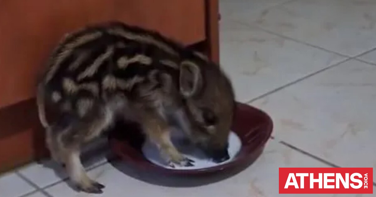 Διέσωσαν μωρό αγριογούρουνο στα Ιωάννινα