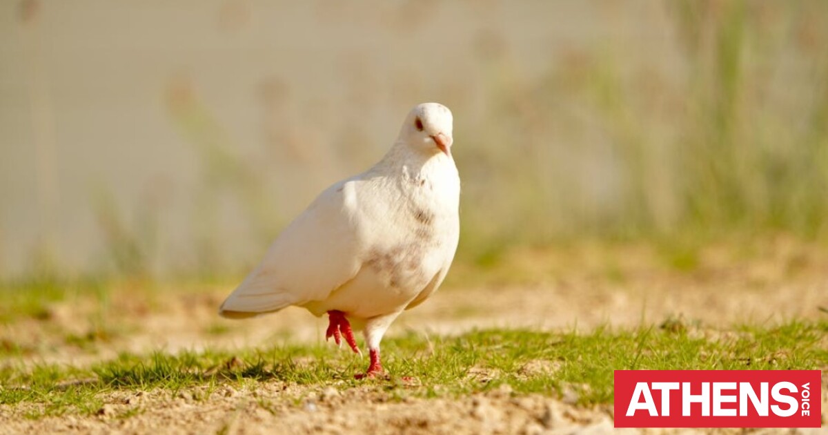 Αγίου Πνεύματος 2026: Πότε είναι και τι ισχύει με την αργία