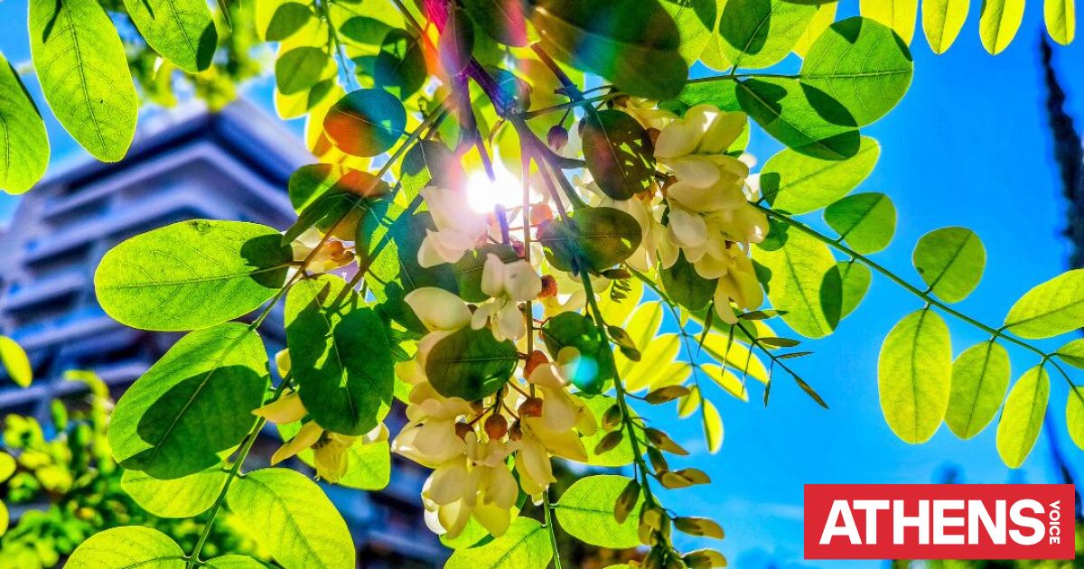 Καιρός: Ηλιοφάνεια και υψηλές θερμοκρασίες την Κυριακή - Πού θα βρέξει