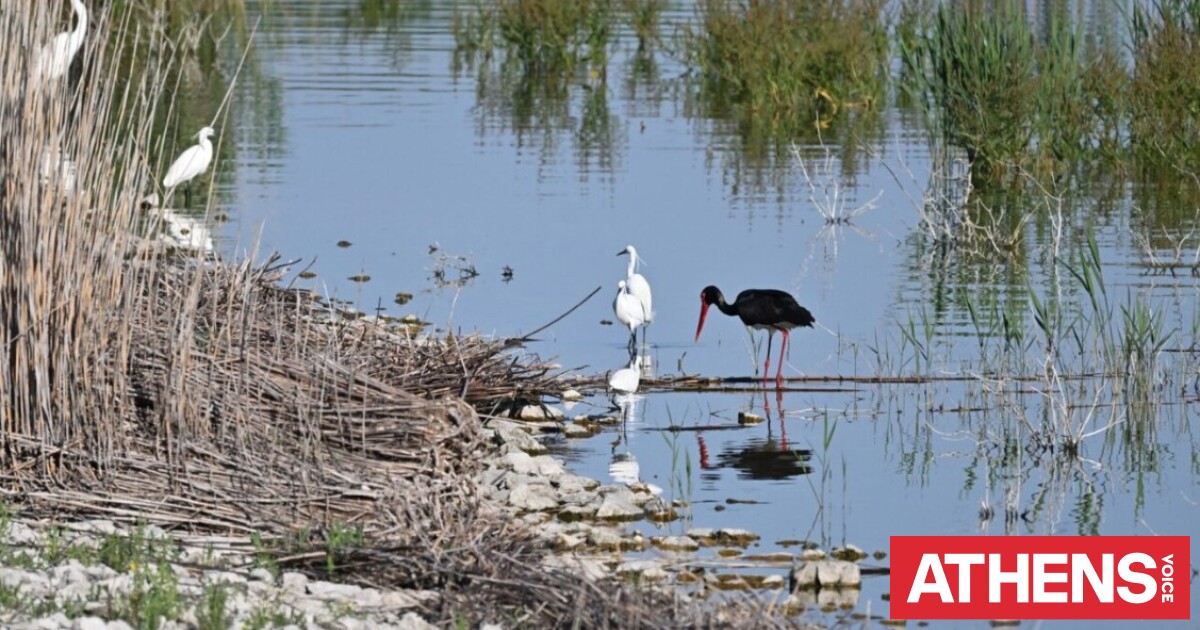 Σπάνιος μαυροπελαργός εμφανίστηκε στην Κάρλα