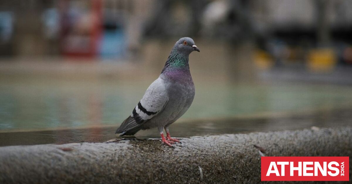 Τα περιστέρια φοβούνται περισσότερο τις γυναίκες από τους άνδρες και οι επιστήμονες ψάχνουν τον λόγο