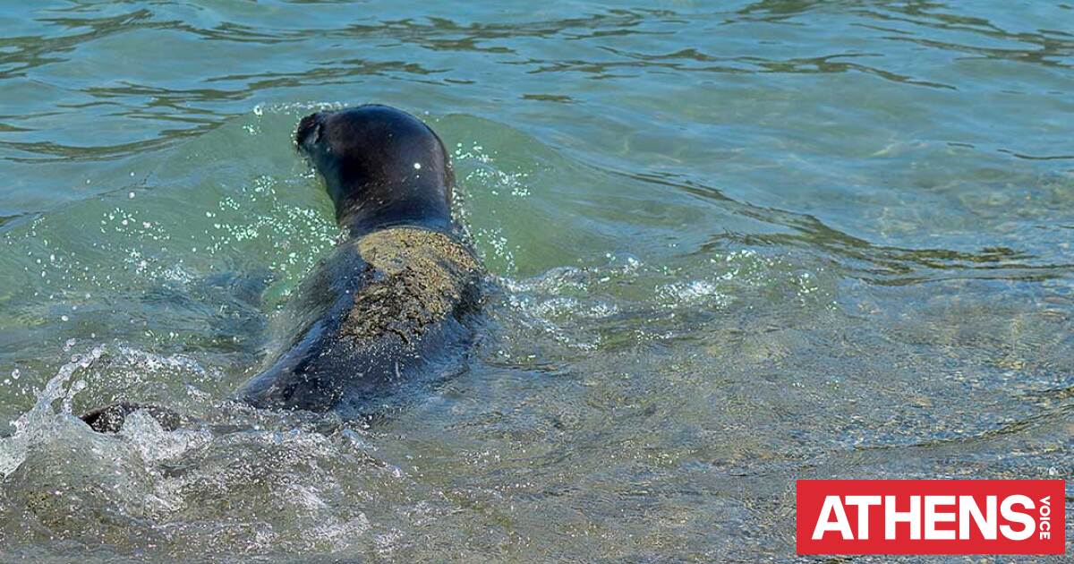 Επέστρεψε ξανά η φώκια της Βελίκας στη Λάρισα - Οι πρώτες εικόνες