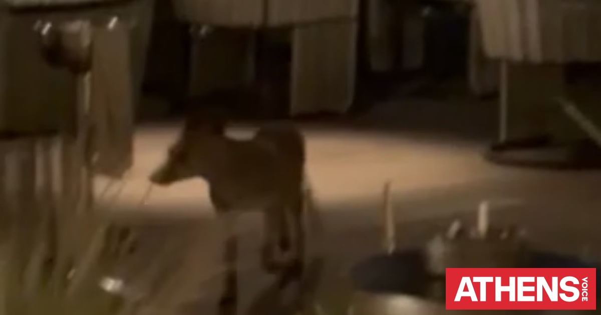 Γλυφάδα: Μικρή αλεπού χάθηκε και μπήκε σε εστιατόριο της παραλιακής