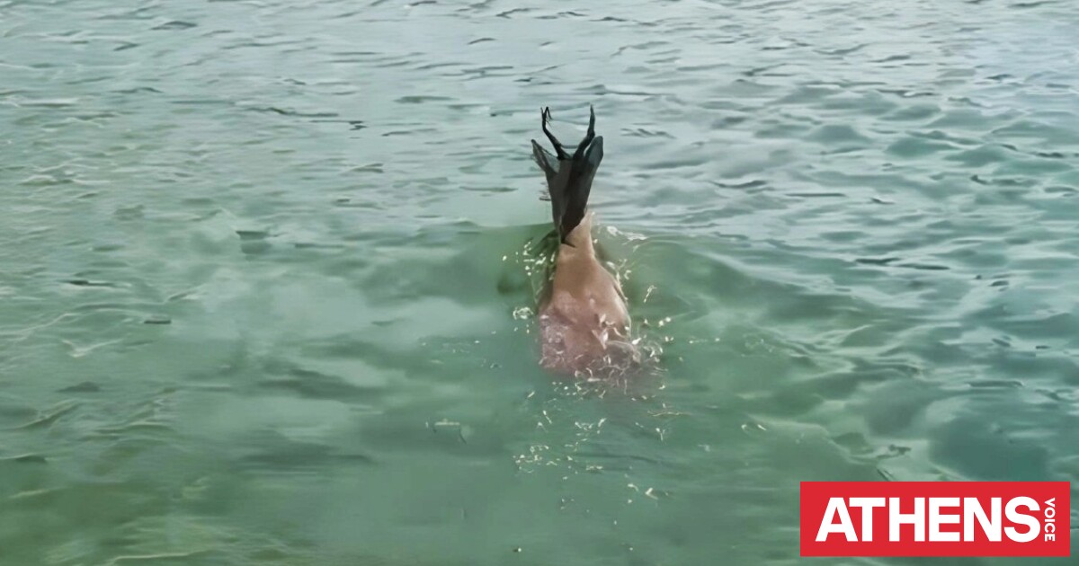 Ζαρκάδι διέσχισε κολυμπώντας τη λίμνη Πολυφύτου στην Κοζάνη