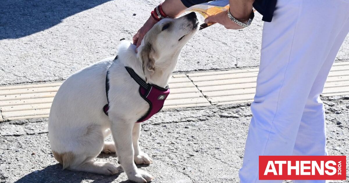 Θεσσαλονίκη: Πρόστιμα 1.700 ευρώ για παραβάσεις με ζώα συντροφιάς