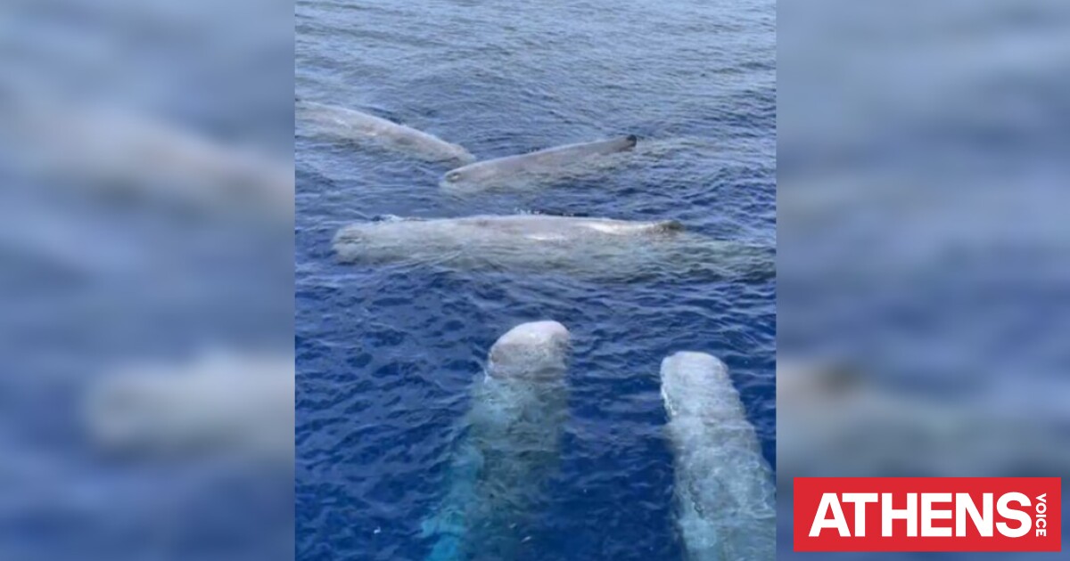 Μοναδικό θέαμα στη Λευκάδα: Πέντε φάλαινες έκαναν την εμφάνισή τους