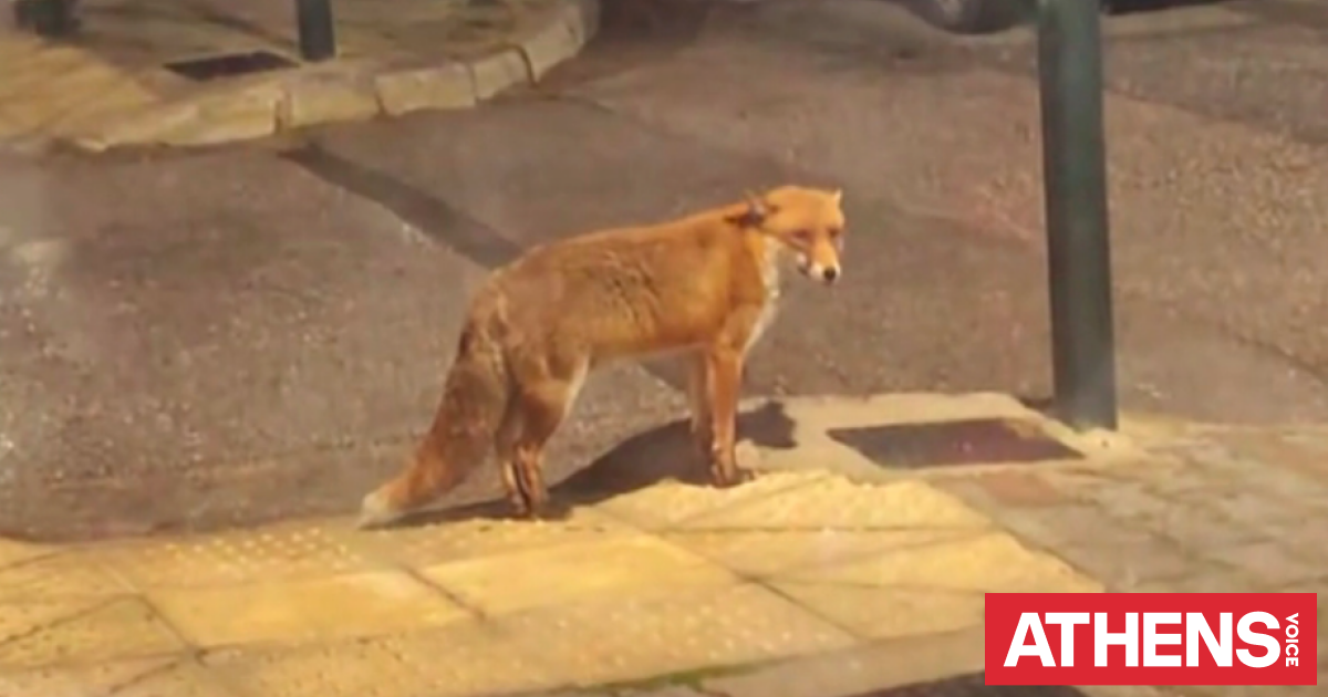 Αλεπού κάνει βόλτες... ατάραχη στη Νέα Ερυθραία
