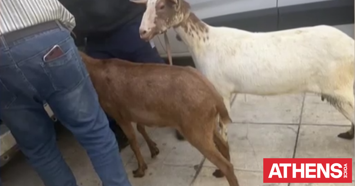 Άφαντος ο αρχιτέκτονας που είχε στήσει μαντρί σε πολυκατοικία στους Αμπελόκηπους