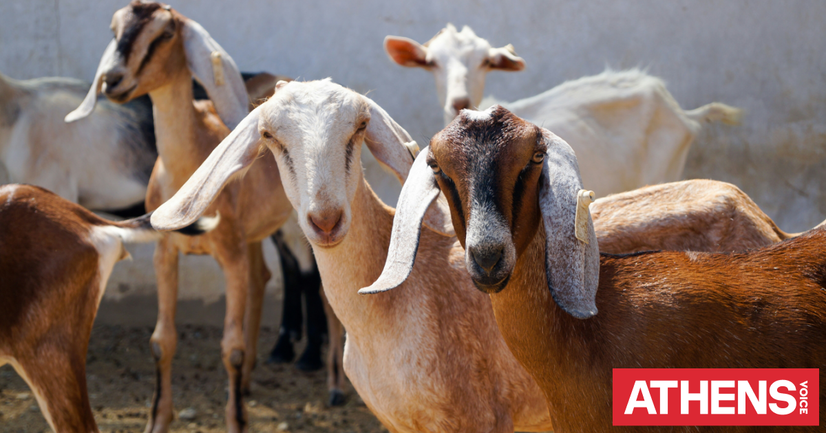 Συνελήφθησαν 17χρονος και 22χρονος που έκλεψαν έξι κατσίκες από μαντρί 48χρονου στον Άγιο Νικόλαο