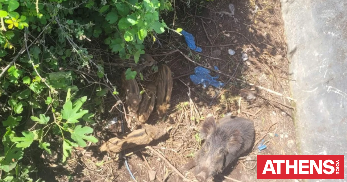 Επιχείρηση διάσωσης για πέντε μικρά αγριογούρουνα και τη μητέρα τους στη Βέροια