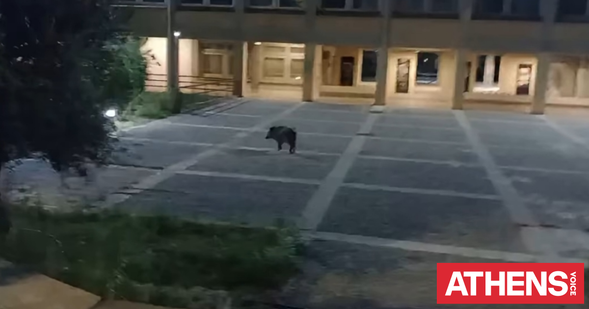 Αγριογούρουνα εμφανίστηκαν στην Πανεπιστημιούπολη της Πάτρας