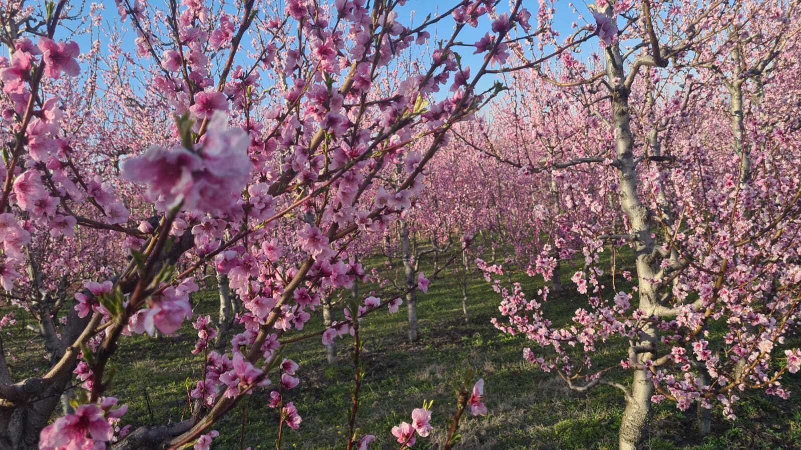 Ανθισμένες ροδακινιές