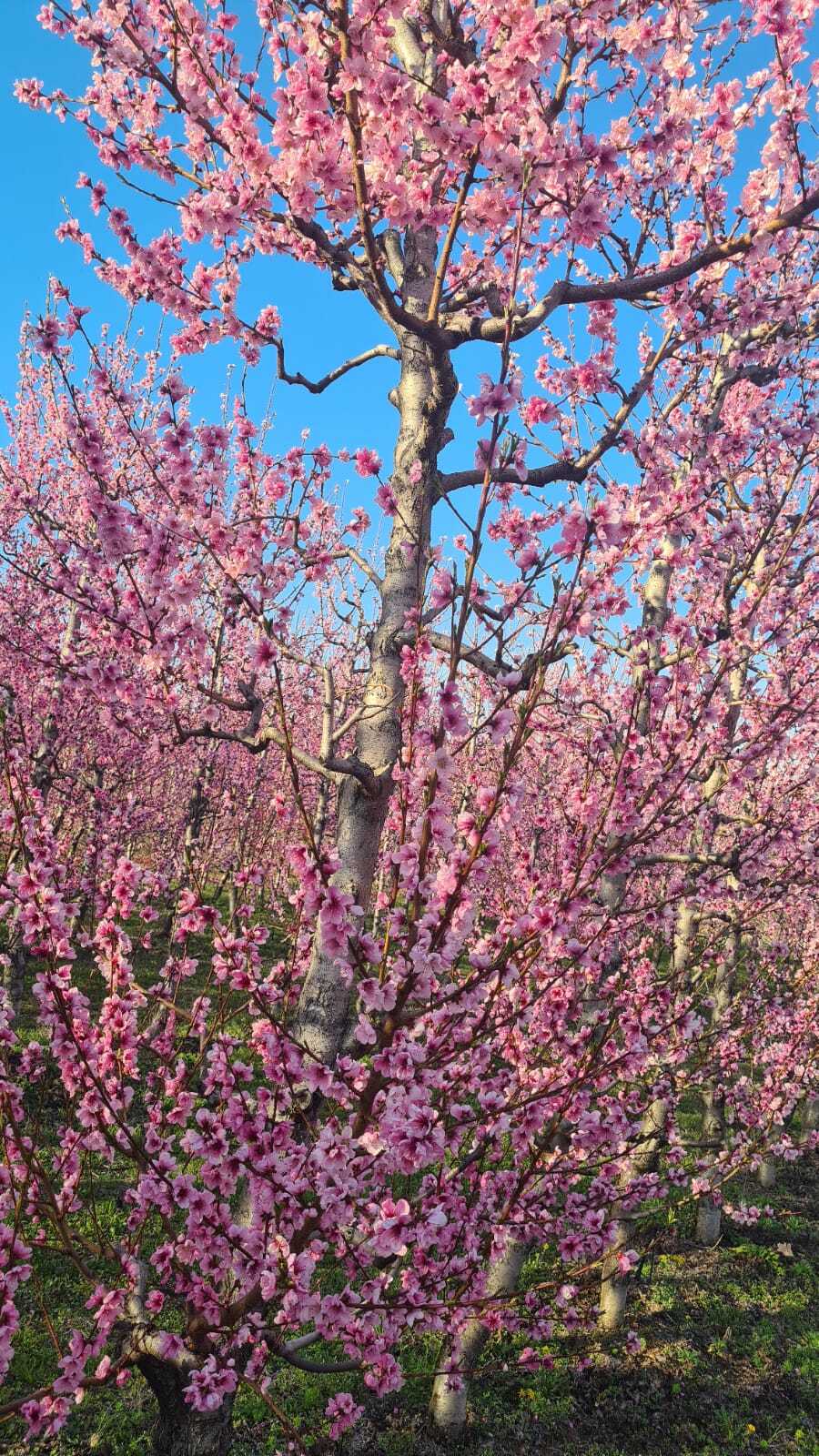 Ροδακινιές Βέροιας