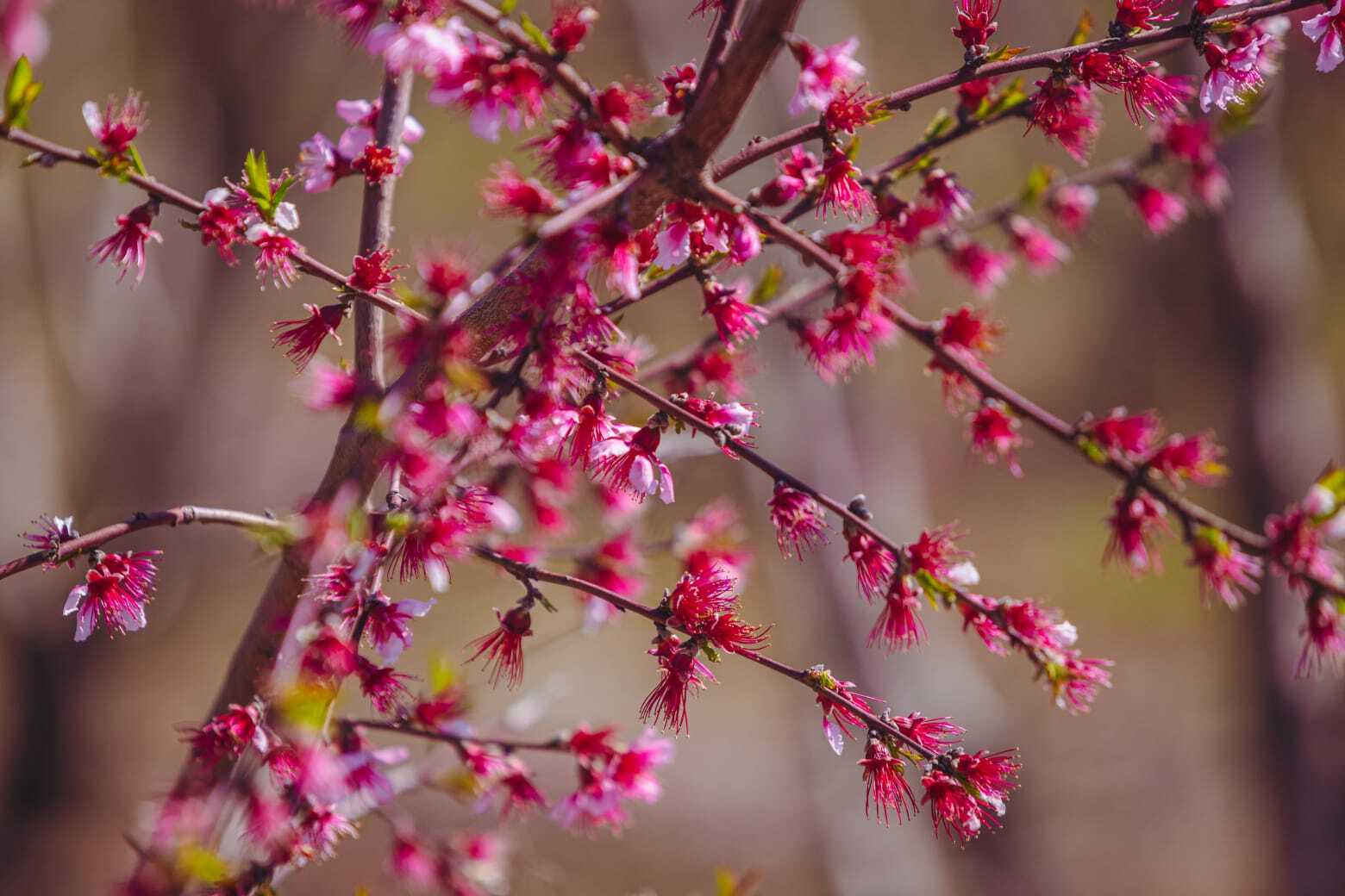 Ροδακινιές Βέροιας