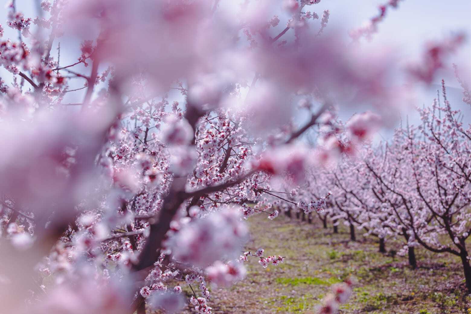 Ανθισμένες ροδακινιές