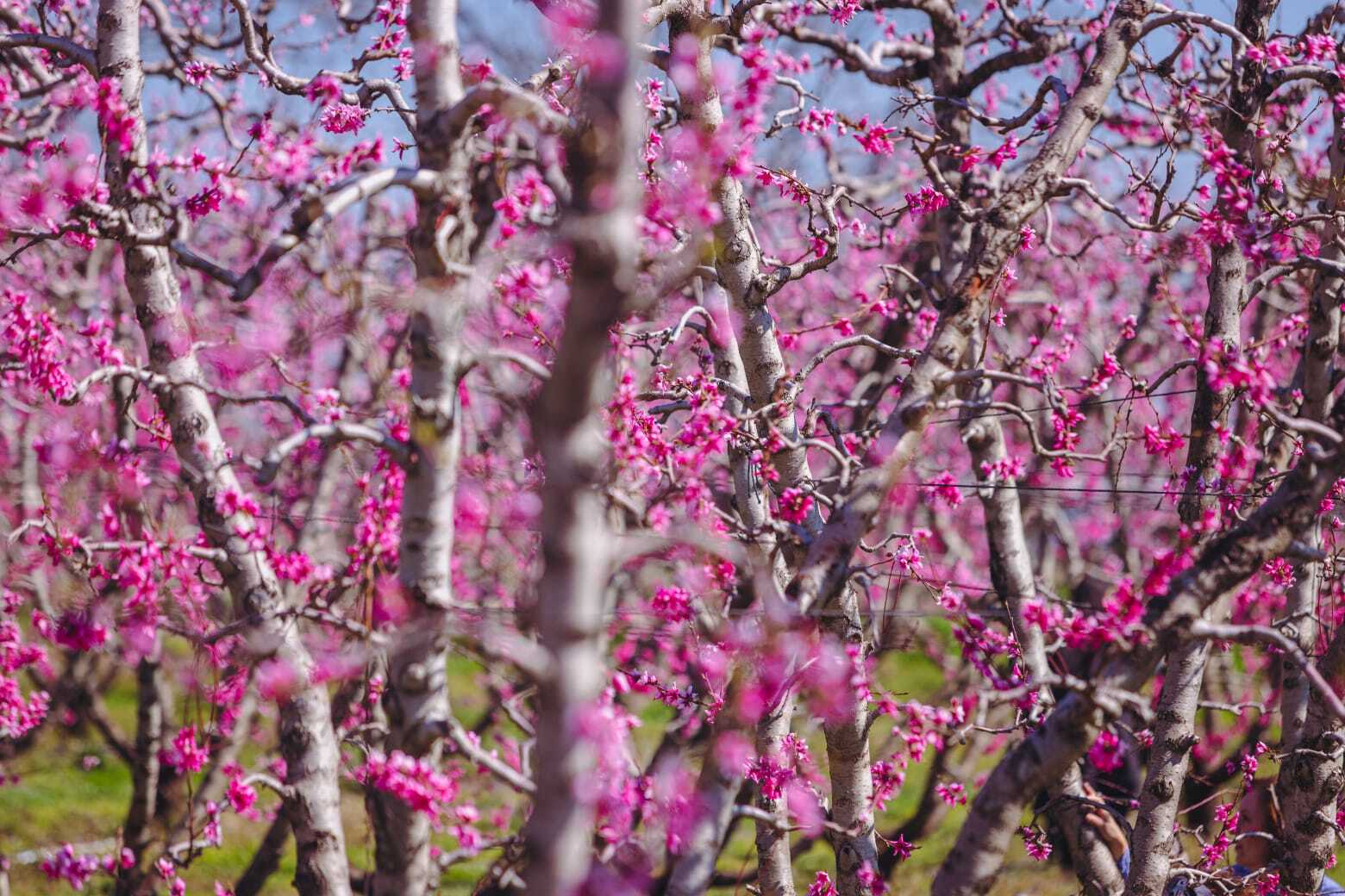 Ανθισμένες ροδακινιές