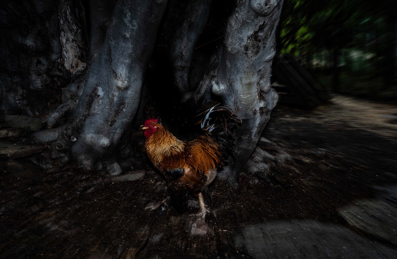 Ένα ταξίδι στην ορεινή Ροδόπη, στη μεγάλη γιορτή των Αλεβιτών Μουσουλμάνων