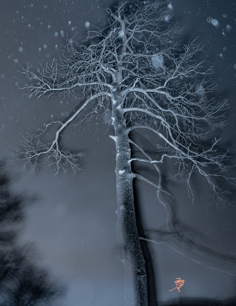 Τάσος Βρεττός, «Το αίνιγμα του δάσους»