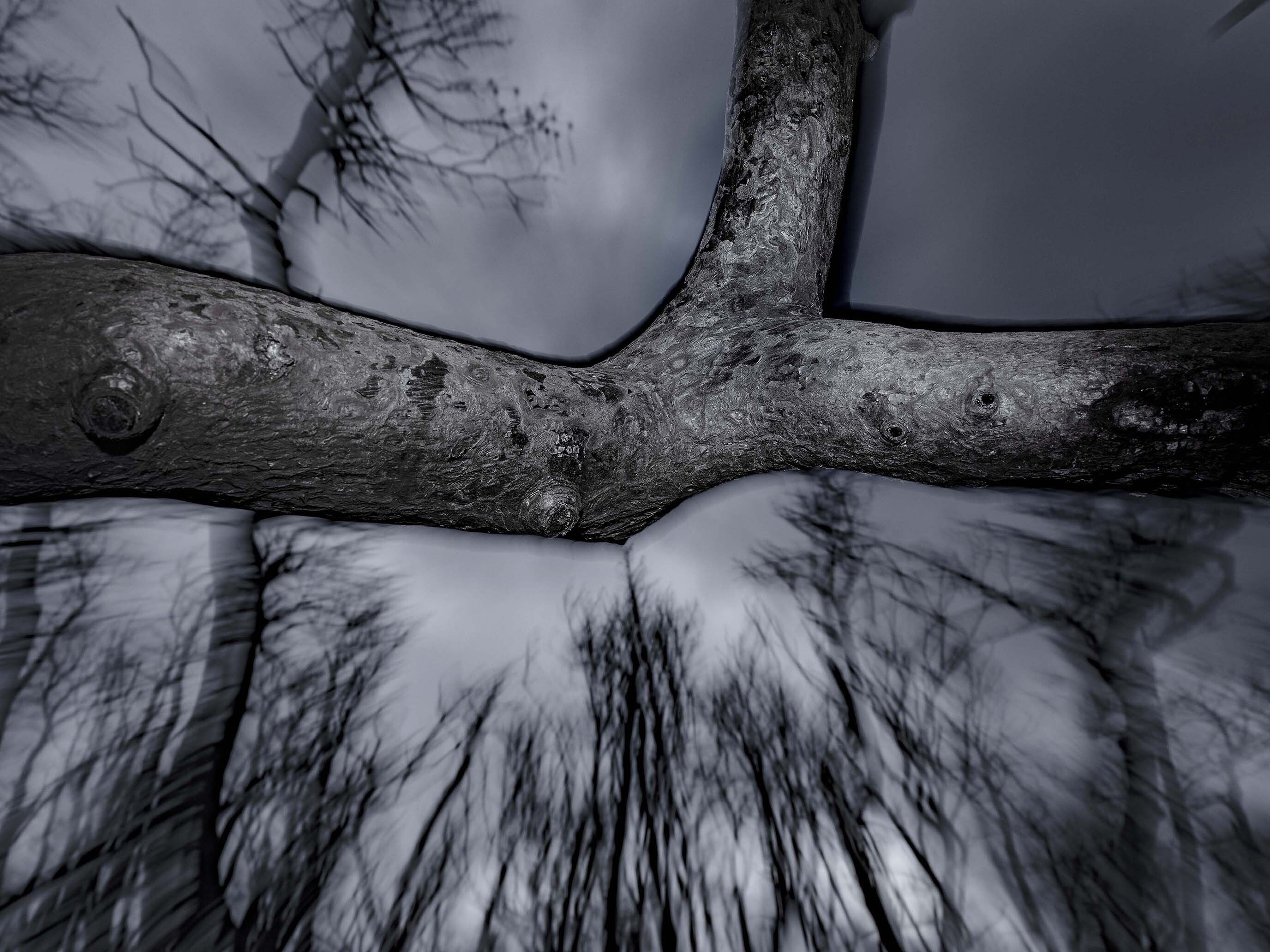 Από την έκθεση του Τάσου Βρεττού «Το αίνιγμα του δάσους» στο κτίριο «Νόμπελ» στο Χαλάνδρι