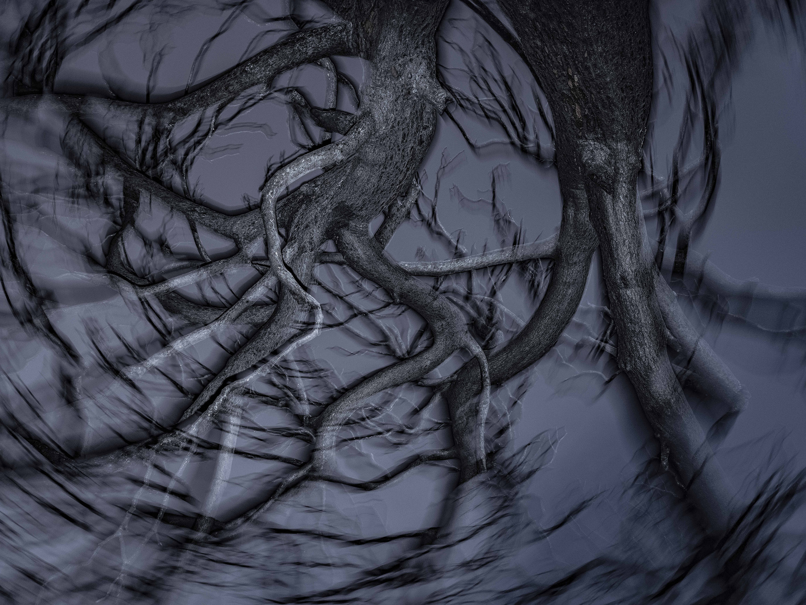 Τάσος Βρεττός, «Το αίνιγμα του δάσους»